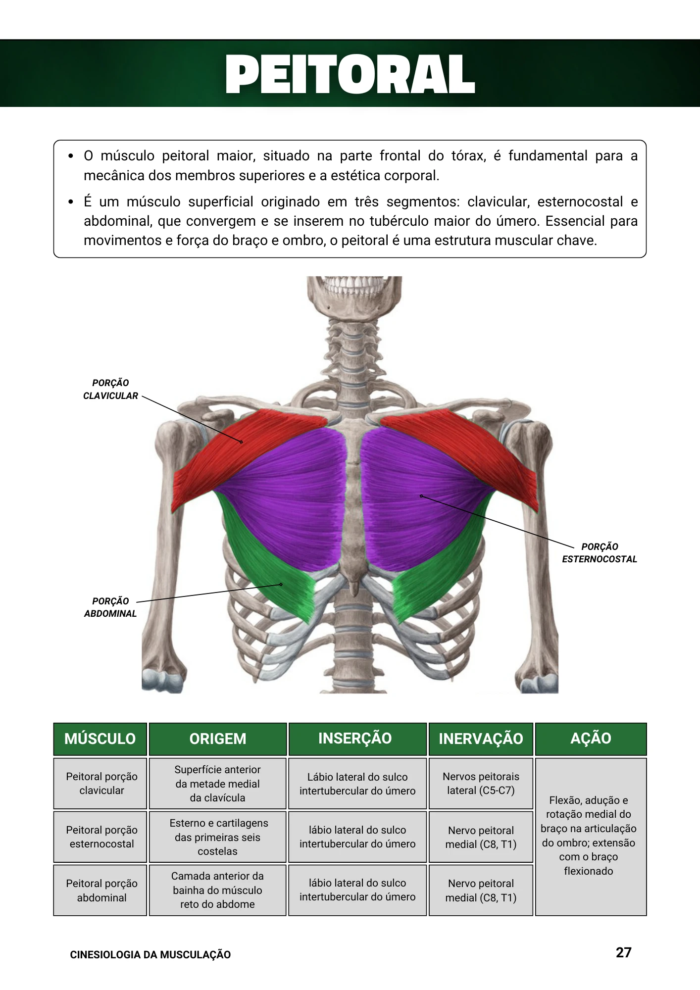 Cópia de Manual Ilustrado de Musculação (12)
