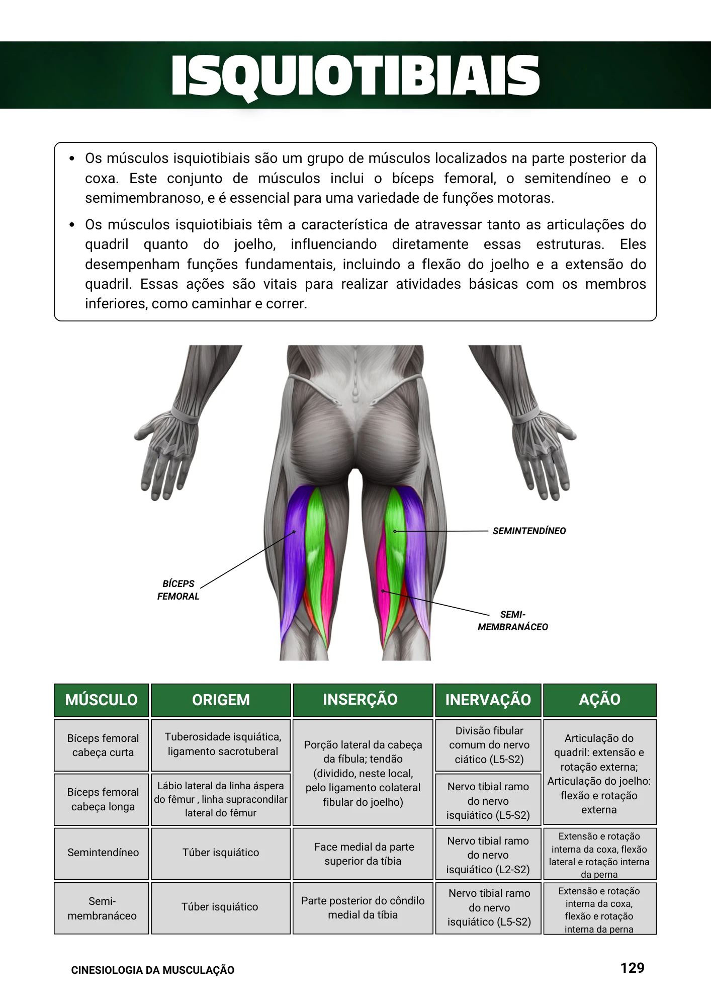 Cópia de Manual Ilustrado de Musculação (8)