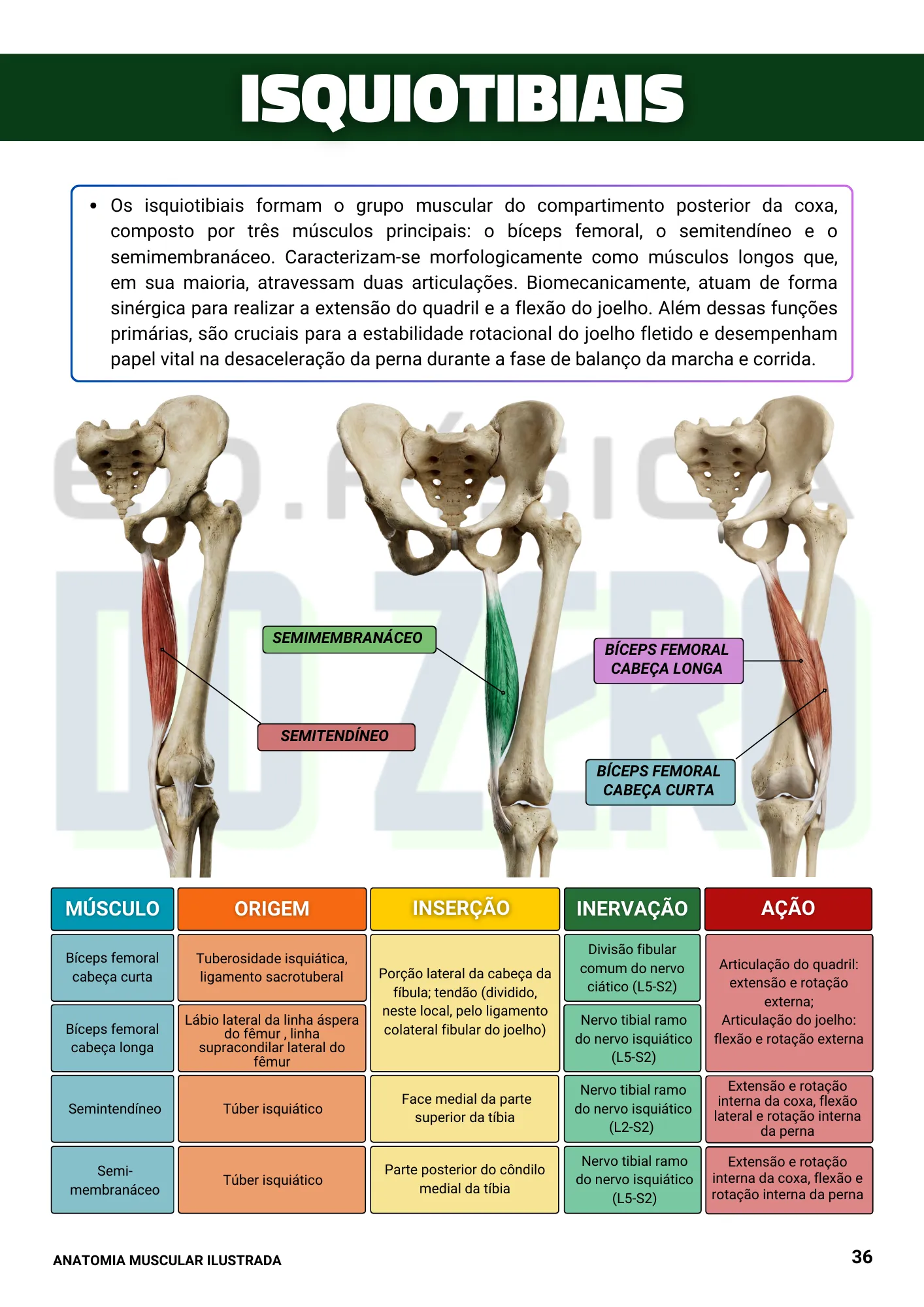 EBOOK ANATOMIA ILUSTRADA 1ed. (2) (1)
