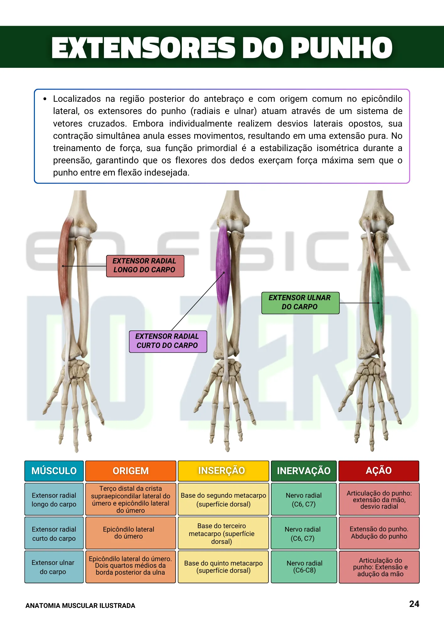 EBOOK ANATOMIA ILUSTRADA 1ed. (3)
