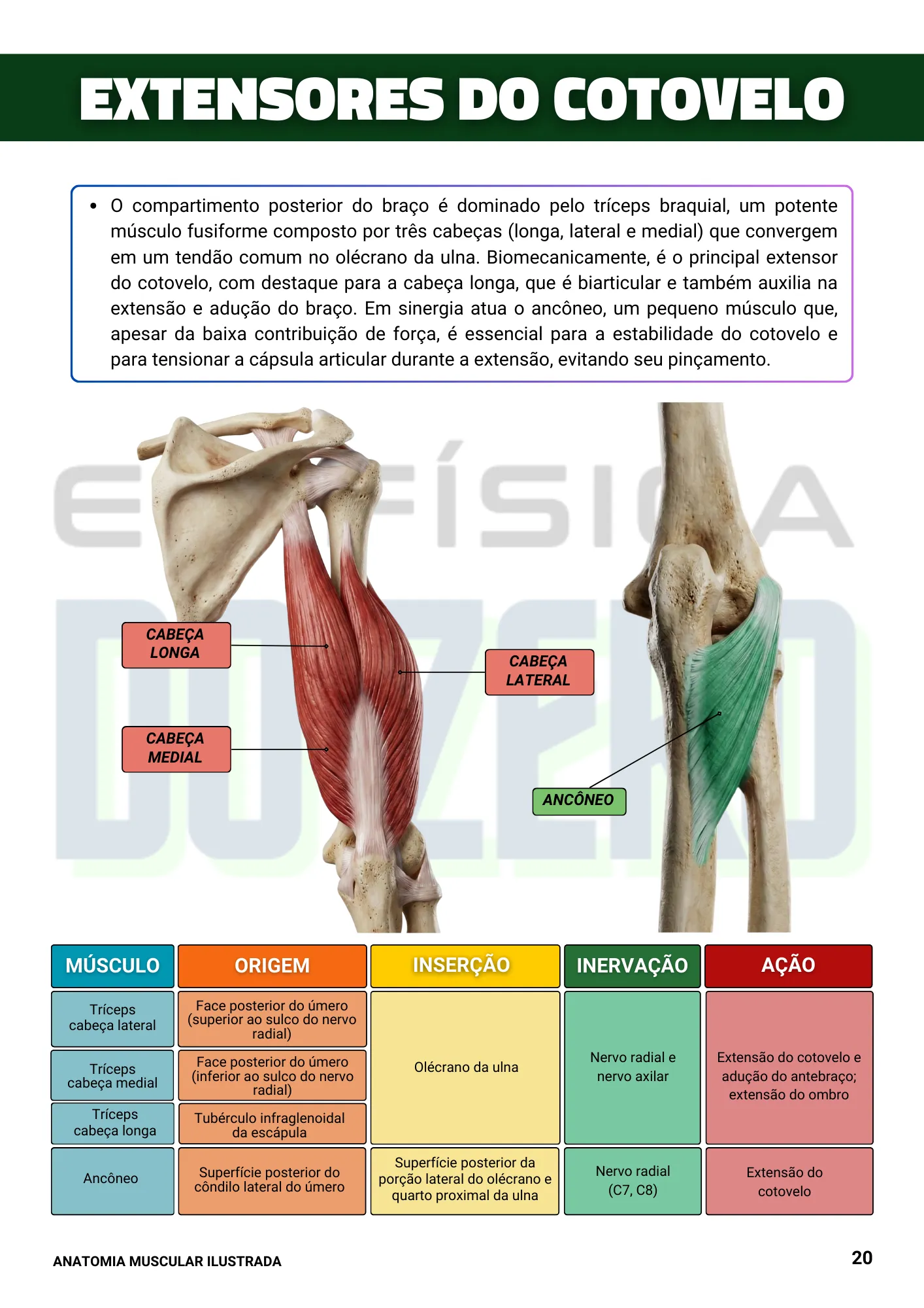 EBOOK ANATOMIA ILUSTRADA 1ed. (4)