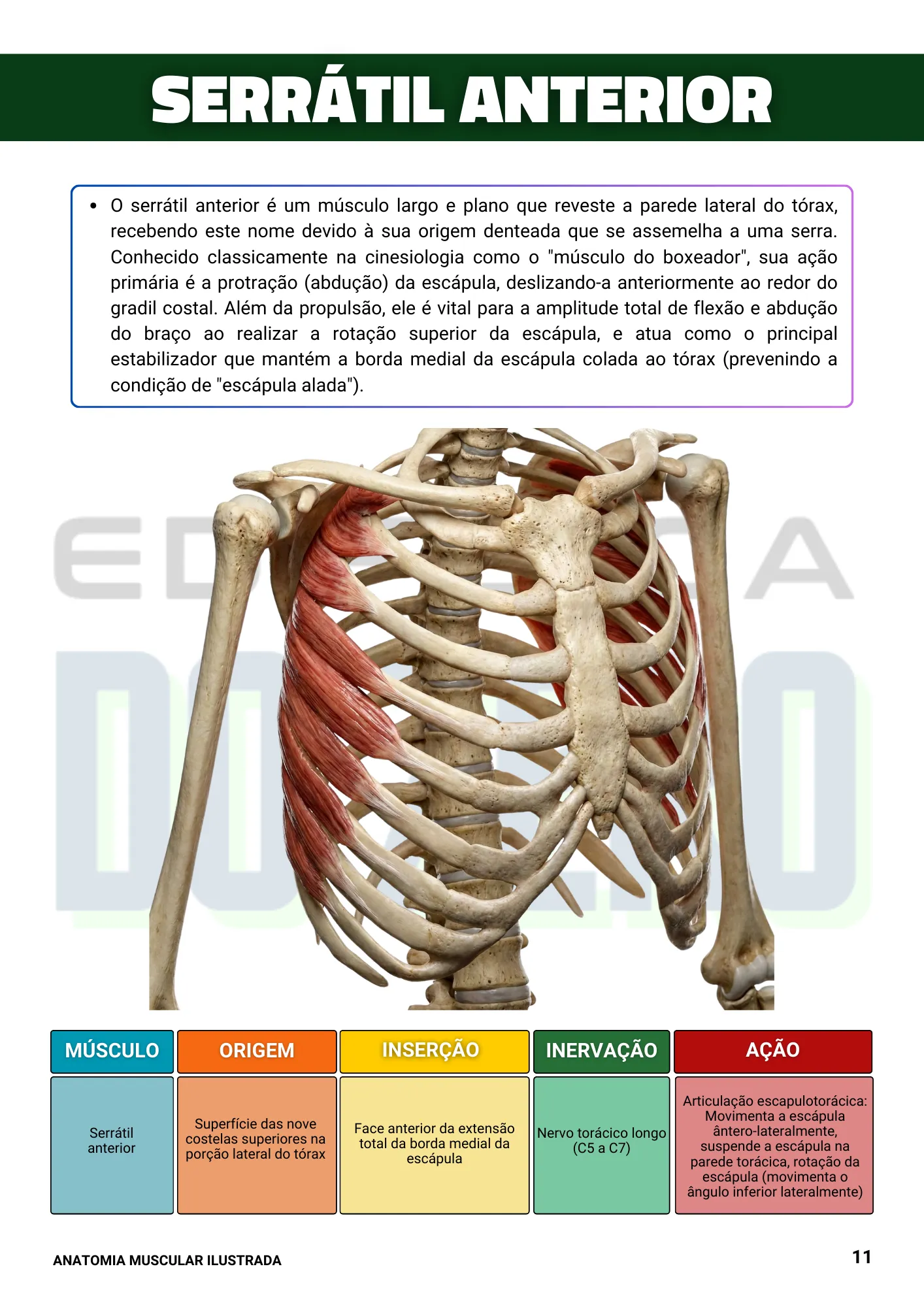 EBOOK ANATOMIA ILUSTRADA 1ed. (6)