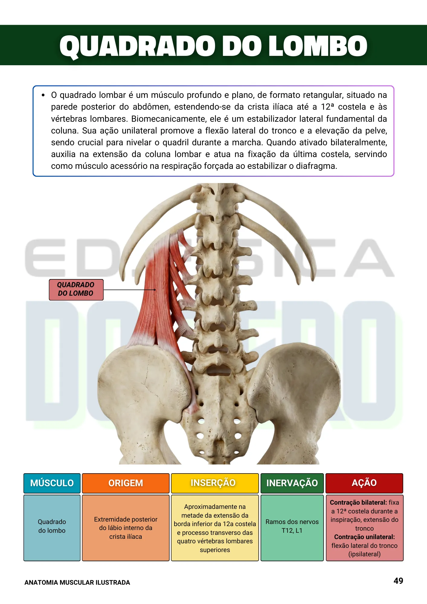 EBOOK ANATOMIA ILUSTRADA 1ed. (8)