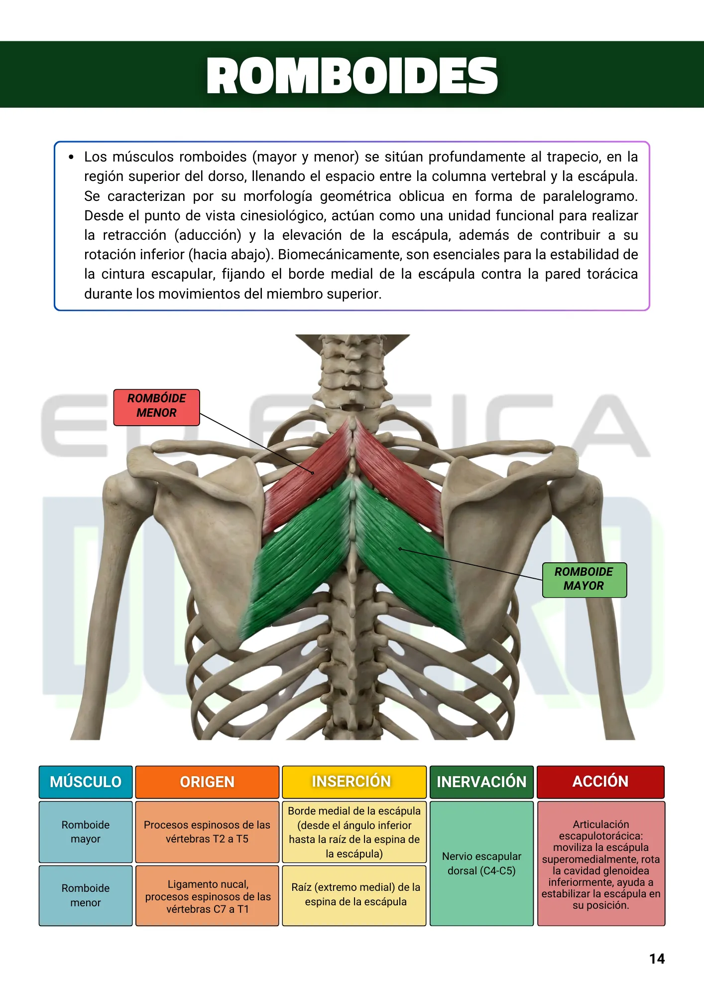 ESPANHOL EBOOK Anatomía y Cinesiología Ilustrada 1ed. (1)