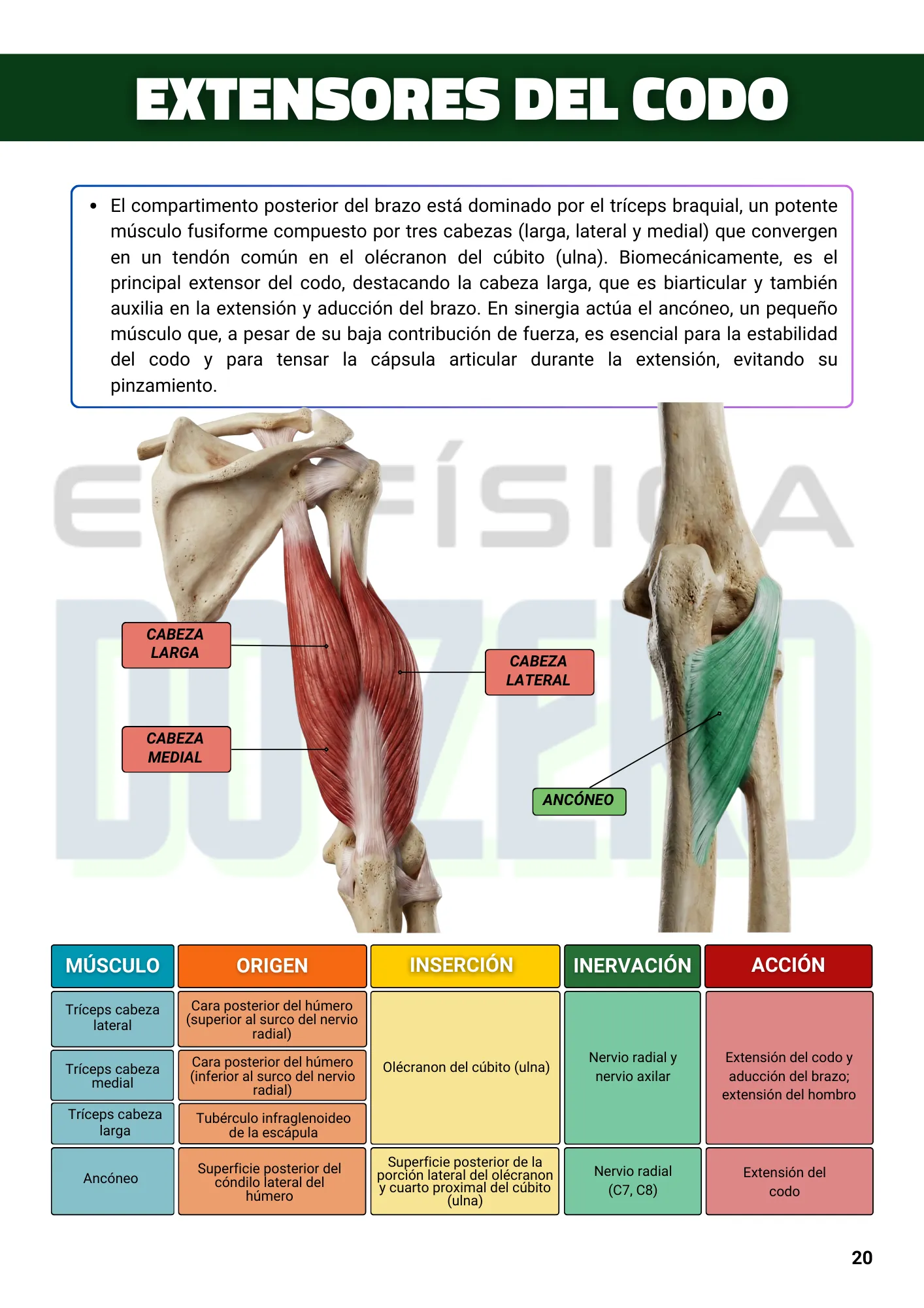ESPANHOL EBOOK Anatomía y Cinesiología Ilustrada 1ed. (2)