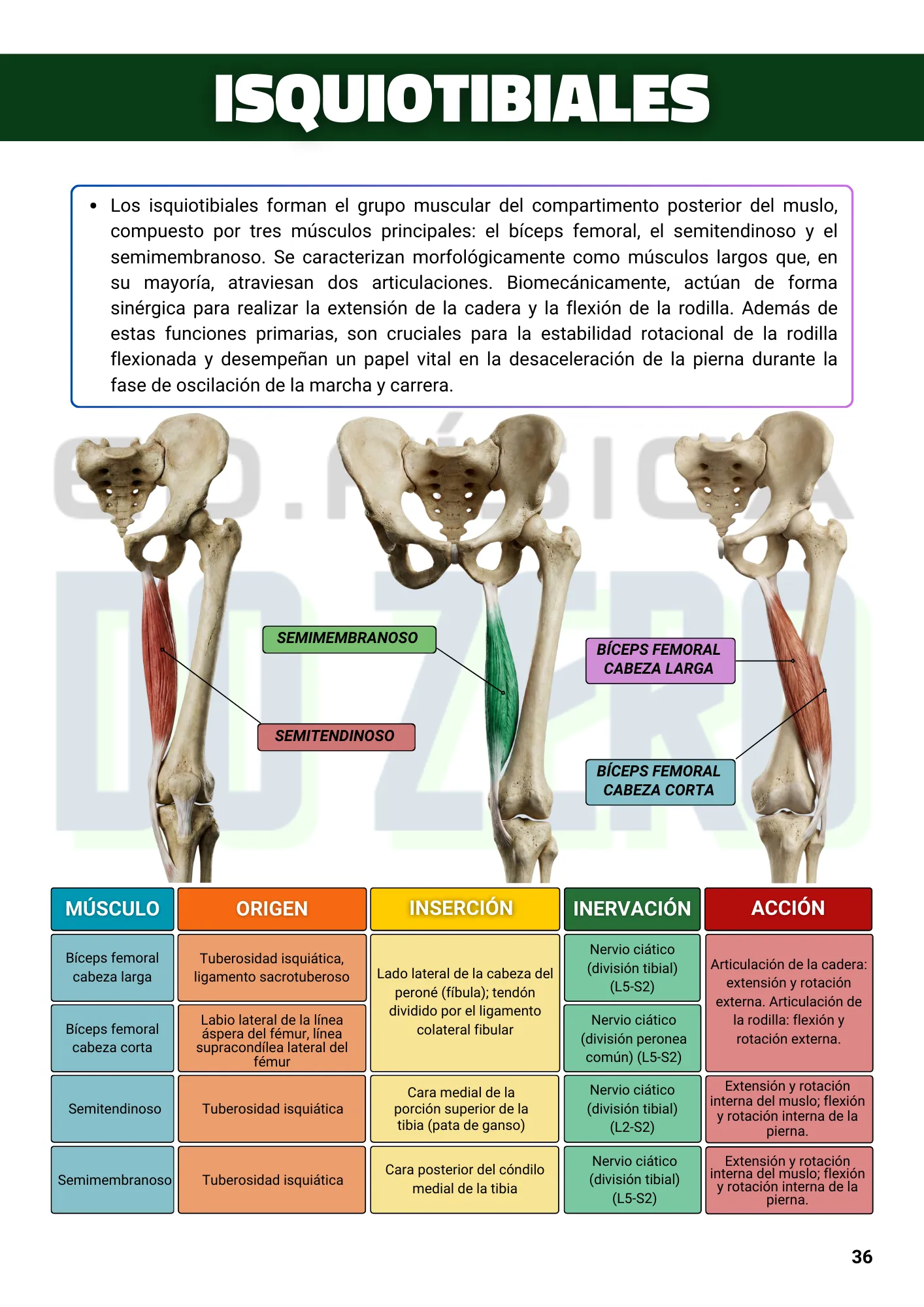 ESPANHOL EBOOK Anatomía y Cinesiología Ilustrada 1ed. (3)