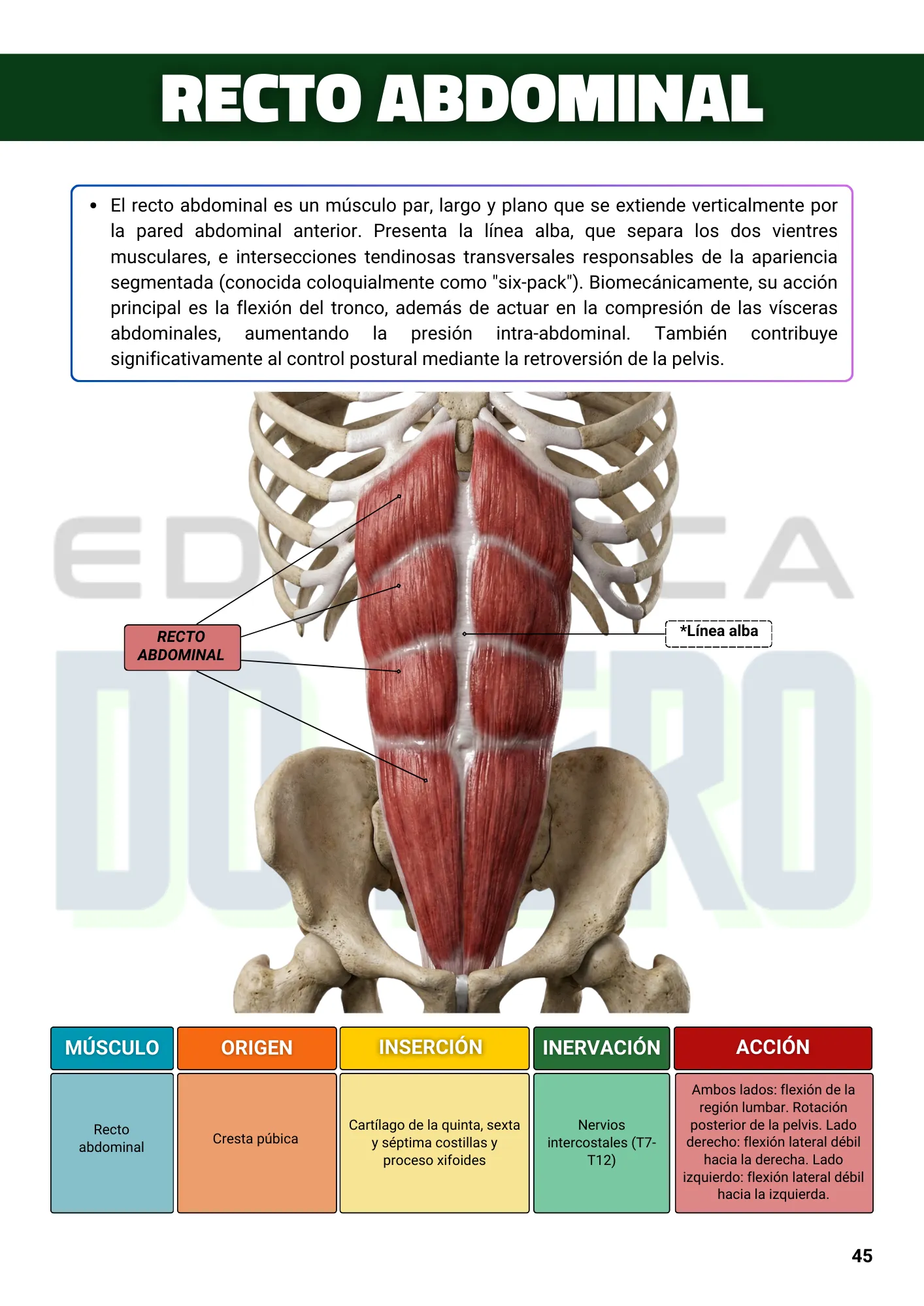ESPANHOL EBOOK Anatomía y Cinesiología Ilustrada 1ed. (4)