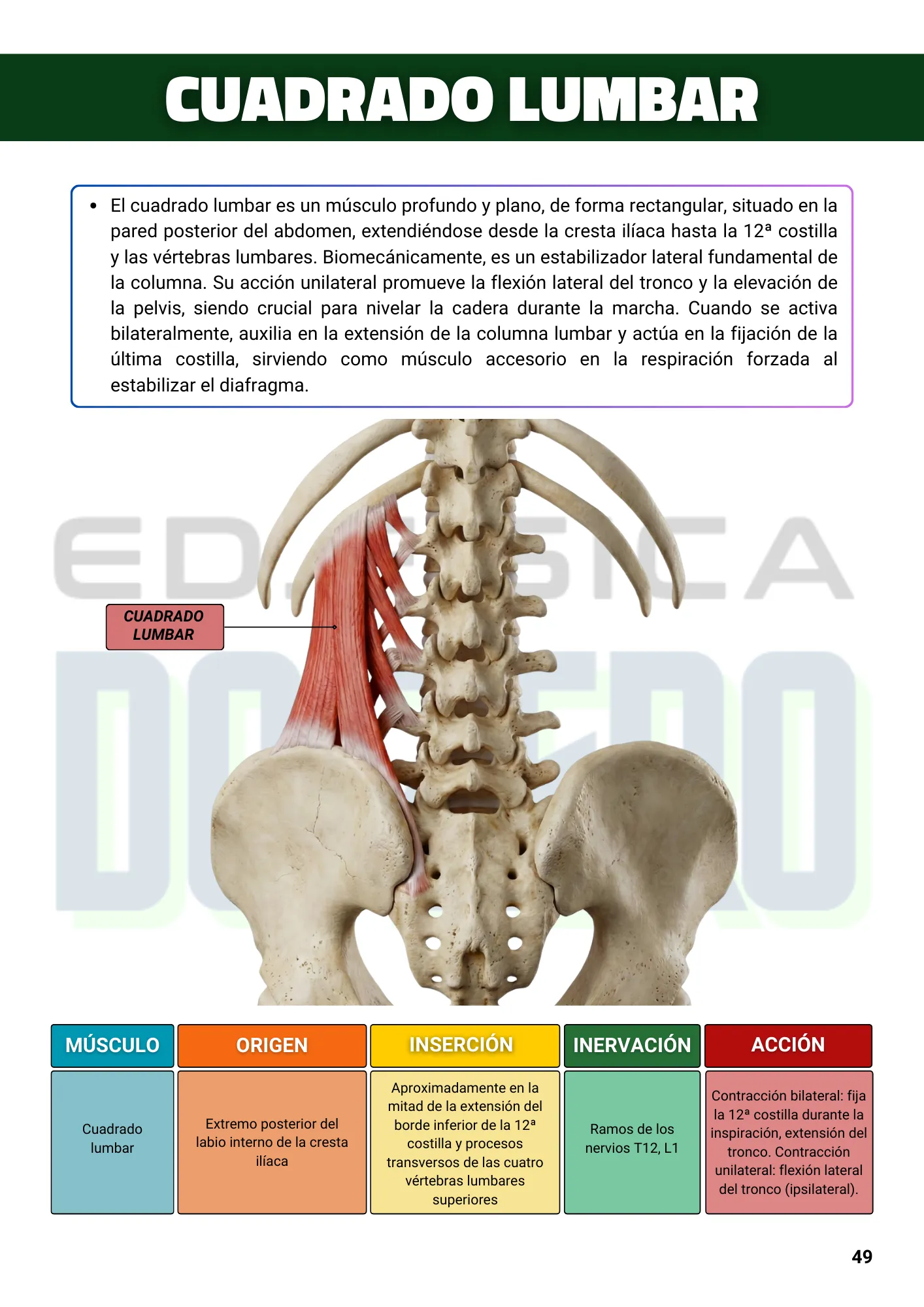 ESPANHOL EBOOK Anatomía y Cinesiología Ilustrada 1ed. (5)
