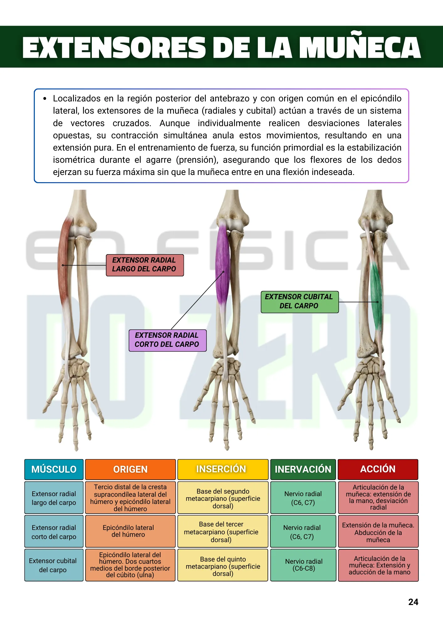 ESPANHOL EBOOK Anatomía y Cinesiología Ilustrada 1ed. (6)