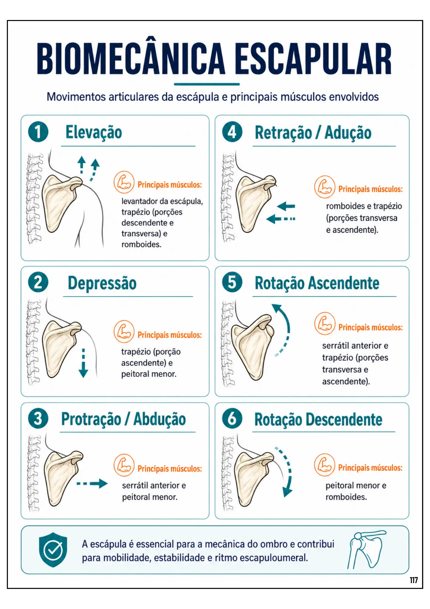 Ebook Biomecânica (14)